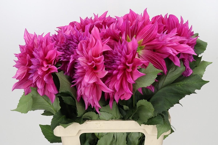 <h4>Dahlia Cafe Au Lait Rose</h4>