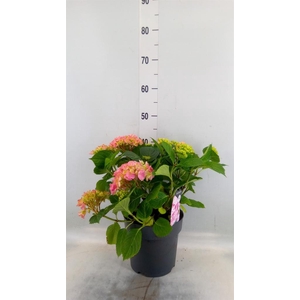 Hydrangea mac. 'Crystal Palace'