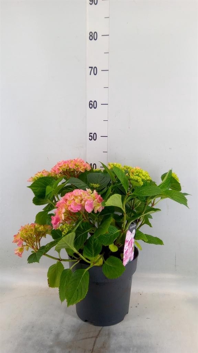 <h4>Hydrangea mac. 'Crystal Palace'</h4>