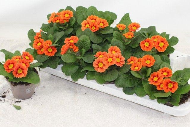 <h4>PRIM AC COTTAGE</h4>