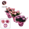 Chrysanthemum Indicum Grp Chrystal Gemengd