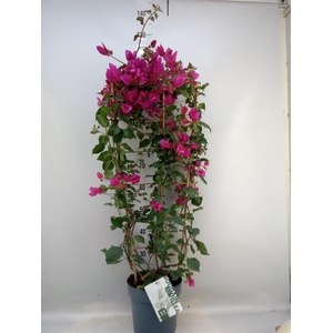 Bougainvillea  'Sanderiana'