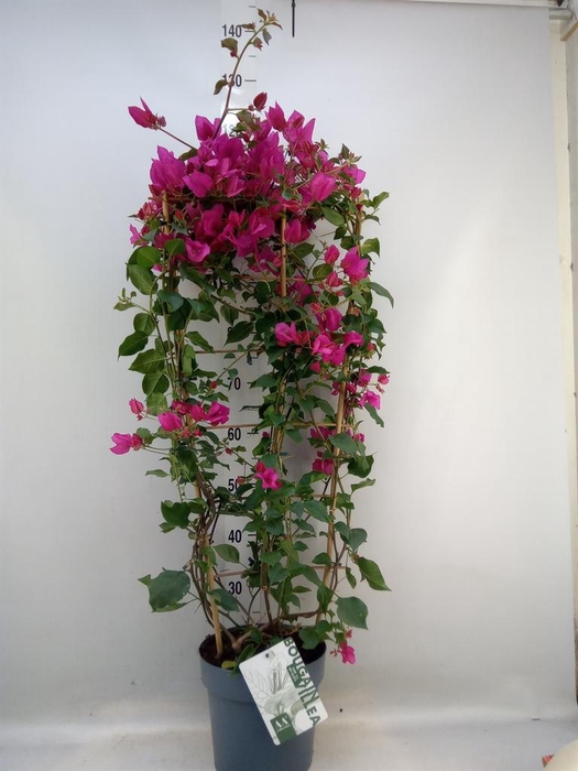 <h4>Bougainvillea 'Sanderiana'</h4>