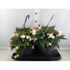 Begonia boliv. 'Angel Pink'