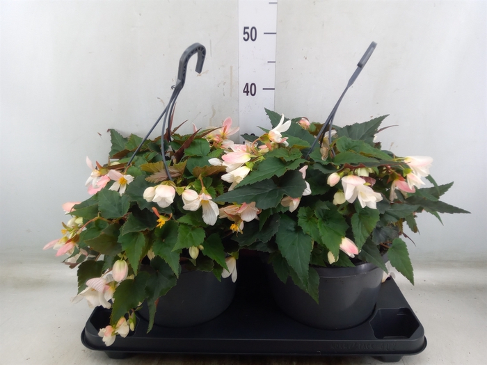 <h4>Begonia boliv. 'Angel Pink'</h4>