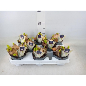 Hyacinthus orie. 'Multifl' ..