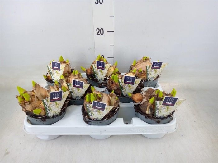 <h4>Hyacinthus orie. 'Multifl' ..</h4>