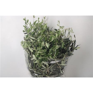 Olijf Per Bunch 300 Gram
