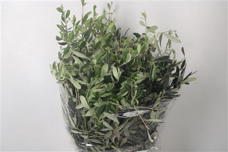 <h4>Olijf Per Bunch 300 Gram</h4>
