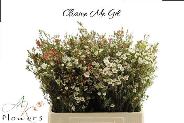 <h4>CHAME ME GIL</h4>