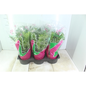 ASPLENIUM CRISSIE P19