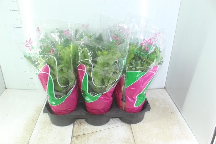 <h4>ASPLENIUM CRISSIE P19</h4>