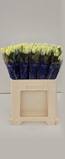 <h4>R GR SNOWSTORM+</h4>