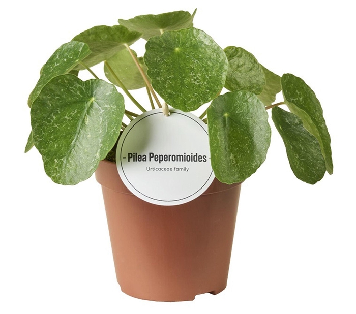 <h4>Pilea</h4>
