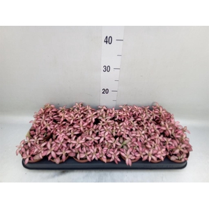 Fittonia  'Mosaic Pink Forest Flam'
