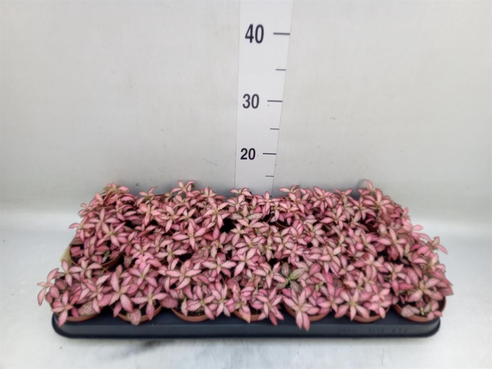 <h4>Fittonia  'Mosaic Pink Forest Flam'</h4>