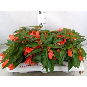 Begonia boliv. 'Encanto Orange'
