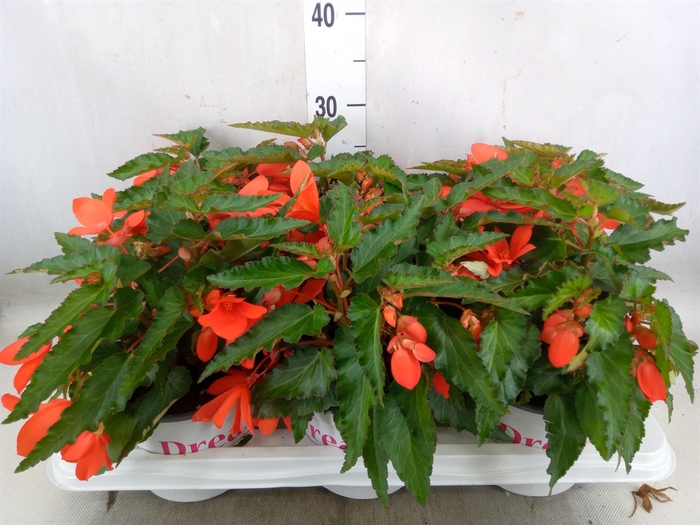 <h4>Begonia boliv. 'Encanto Orange'</h4>