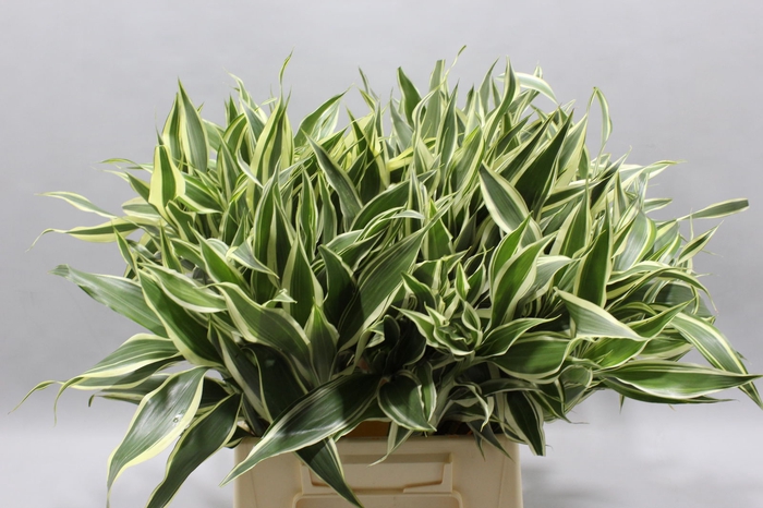 <h4>Sanderiana Variegata 50 Cm</h4>