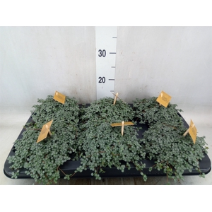 Pilea glaucophylla 'Greyzy'