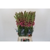 Antirrhinum Potomac Pink