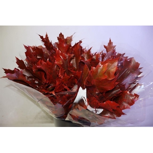 Eik Grof Rood X5