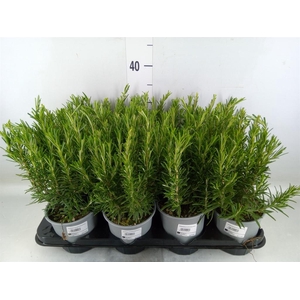 Rosmarinus offi.   ...