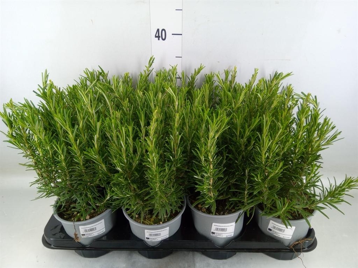 <h4>Rosmarinus offi.   ...</h4>