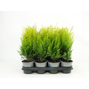 Chamaecyparis lawsoniana 'Stardust' P11