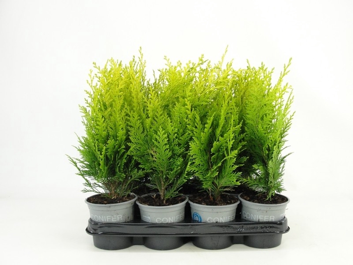 <h4>Chamaecyparis lawsoniana 'Stardust' P11</h4>