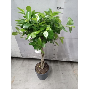 Ficus microcarpa 'Moclame'