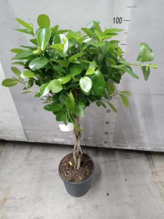 <h4>Ficus microcarpa 'Moclame'</h4>