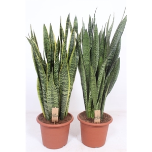 Sansevieria mix