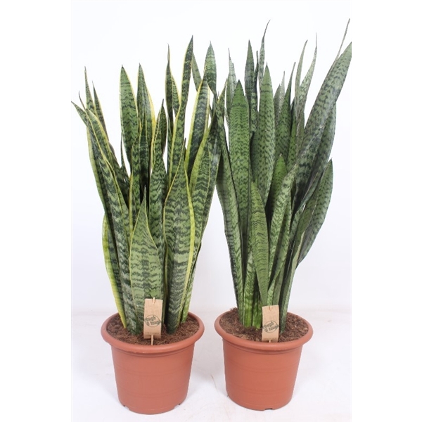 <h4>Sansevieria mix</h4>