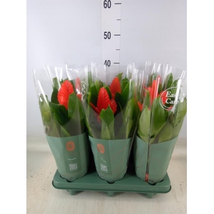 Vriesea  'Intenso Orange'