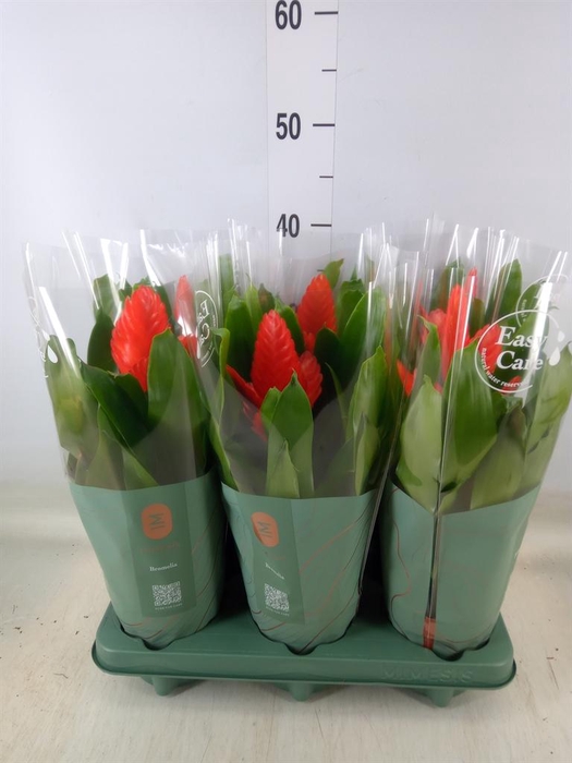 <h4>Vriesea  'Intenso Orange'</h4>