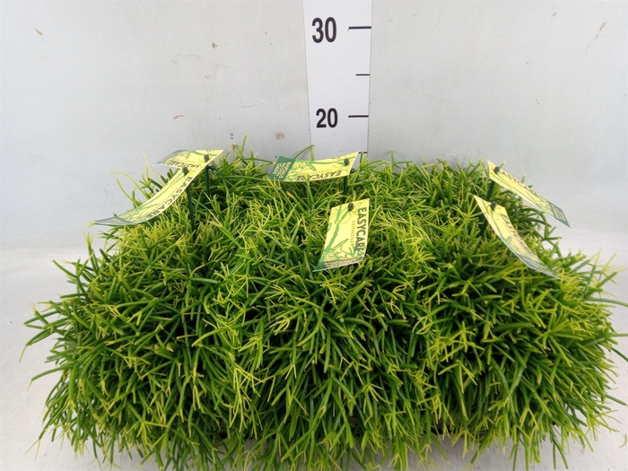 <h4>Rhipsalis baccifera 'Oasis'</h4>