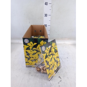 Flowerbulbs, corns or tubers   ...