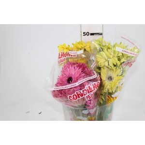 GERBERA PASTINI < 050 CM < 10 CM DIAM VARIADO