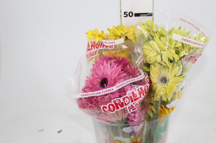 <h4>GERBERA PASTINI < 050 CM < 10 CM DIAM VARIADO</h4>