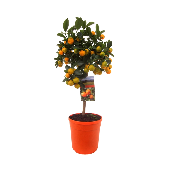 <h4>Citrus calamondin</h4>
