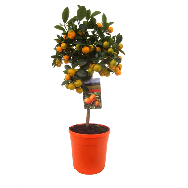 <h4>Citrus calamondin</h4>