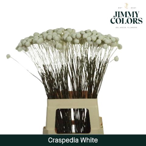 <h4>Craspedia L70 White</h4>