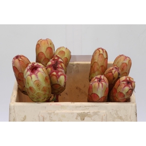 Protea Grandicolor No Leaves