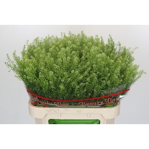 Lepidium Green Dragon