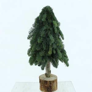 Nobilis Boom 60cm (30cm Stam, 30cm Nobilis)