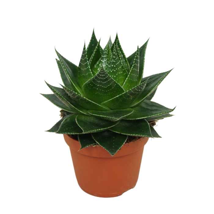 Aloe Cosmo