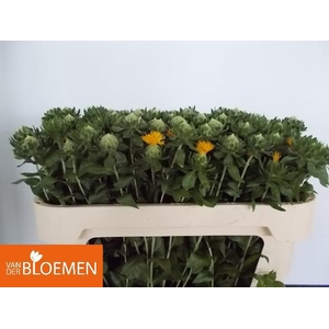 CARTH T ORANGE GRENA ANGEBOT