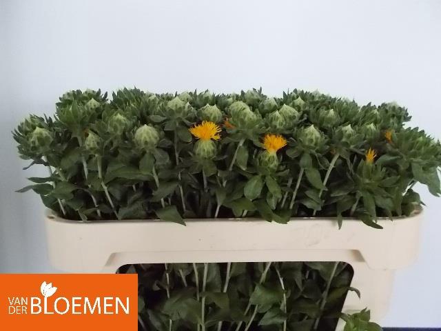 CARTH T ORANGE GRENA ANGEBOT