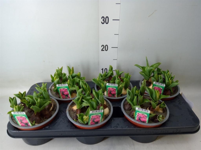 <h4>Tulipa DU   ...</h4>